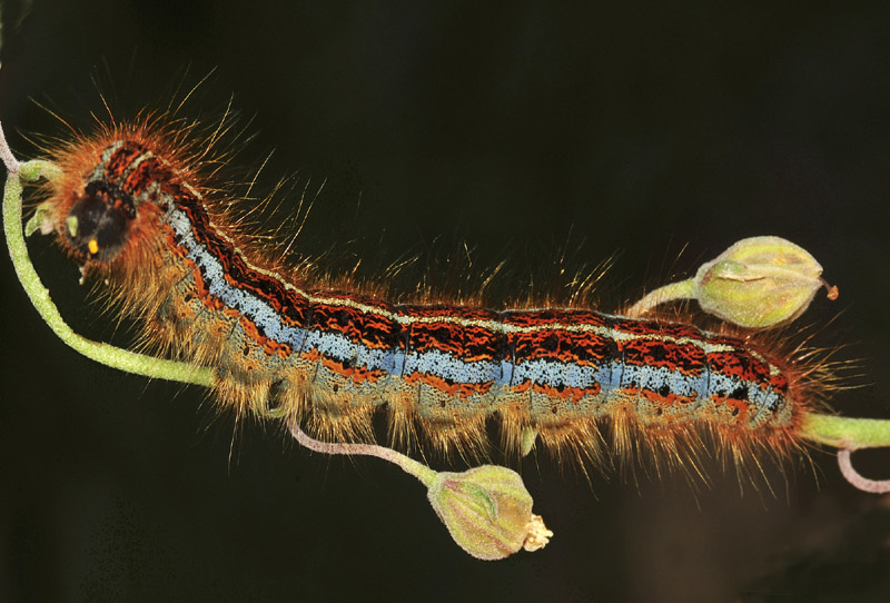 Ciclo vitale di Malacosoma castrense